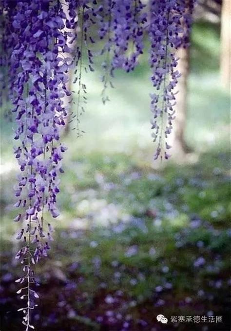 彼岸花荼蘼花|世界上10種最悽美的花(荼蘼花、彼岸花、虞美人、雙。